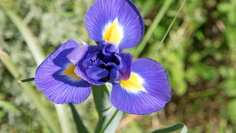Es gibt Schwertlilien-Sorten für trockene sowie für feuchte Standorte - mitunter kann man die Iris auch als Heilpflanze verwenden