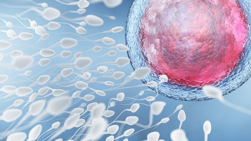 Durchführung der Testikulären Spermien-Extraktion oder der Mikrochirurgischen epididymalen Spermien-Aspiration