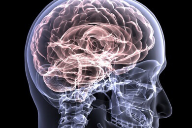 Der Hippocampus - Steuert die Informationsübermittlung im Gedächtnis sowie die Wahrnehmung