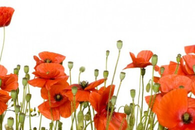 Schlafmohn in der Natur, Heilkunde, Küche und Kosmetik