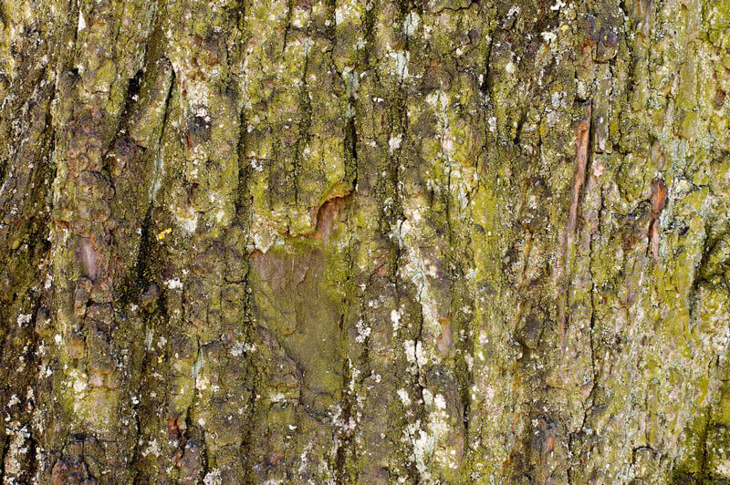 Gummiharz des Weihrauchbaums Gummiharz des Weihrauchbaums