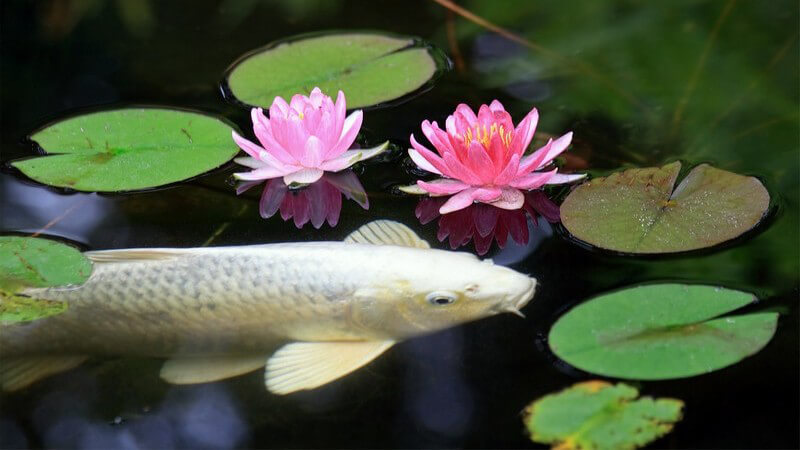 Zu den unterschiedlichen Fischen, die man in einem Gartenteich halten kann, zählen Goldfische, Koi, Bitterlinge, Goldorfen und Elritze