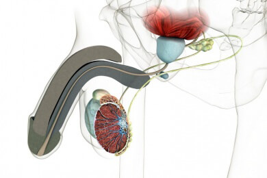 Wissenswertes zur Kastration