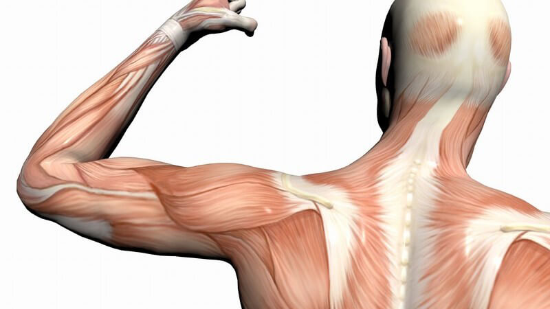 Anatomie des hinteren Oberkörpers Anatomie des hinteren Oberkörpers