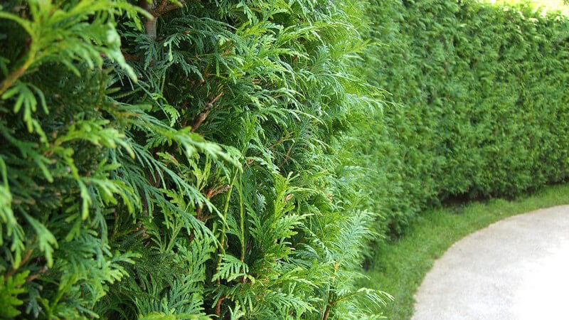 Abendländischer Lebensbaum