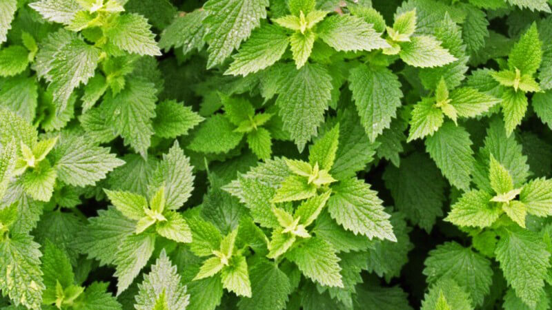 Andorn, gewöhnlicher