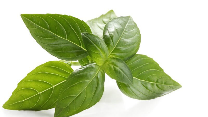 Basilikum