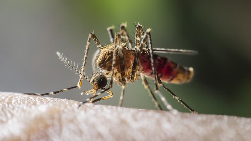 Merkmale von Filarien und Krankheitsbild der lymphatischen sowie subkutanen Filariose