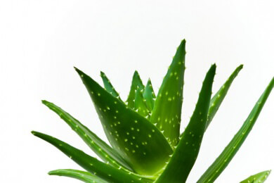 Aloe vera in der Natur, Heilkunde, Küche und Kosmetik