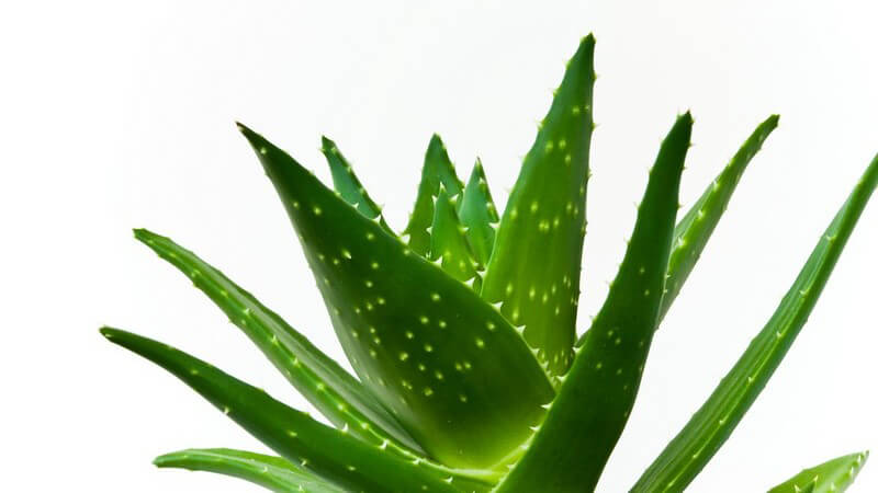 Merkmale, Standorte, Inhaltsstoffe und Verwendung der Aloe vera als Heilmittel in Speisen und Getränken oder  als Pflegemittel