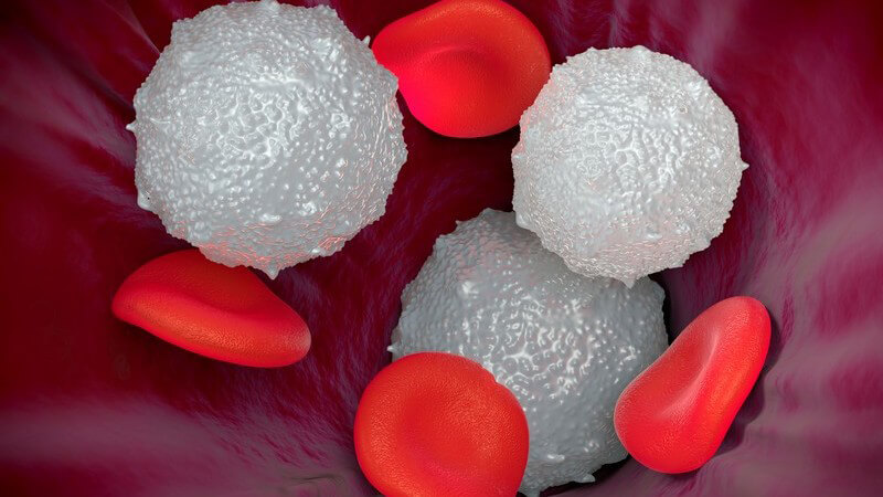 Ursachen für eine erhöhte Menge an weißen Blutkörperchen