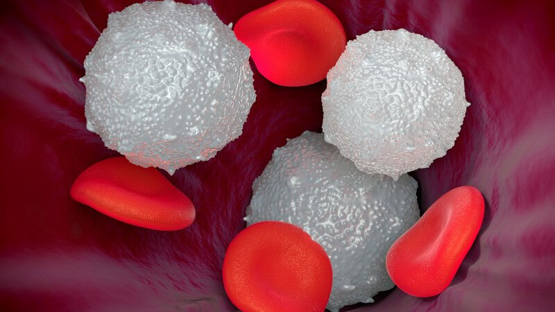 ᐅ Eosinophile Granulozyten Werte Funktion Und Storungen