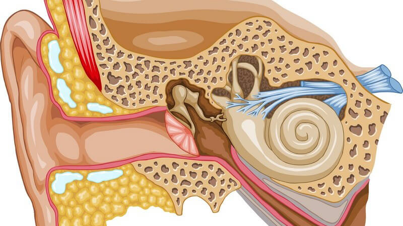 Mögliche Ausprägungsformen einer Entzündung am Ohr