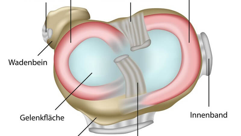 Wissenswertes zum Meniskusschaden