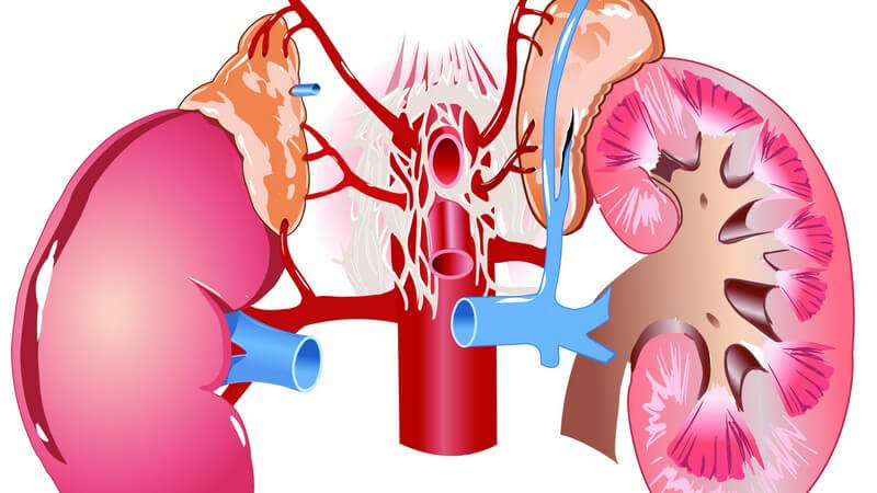 Wissenswertes zu Kortisol (Hydrocortison)