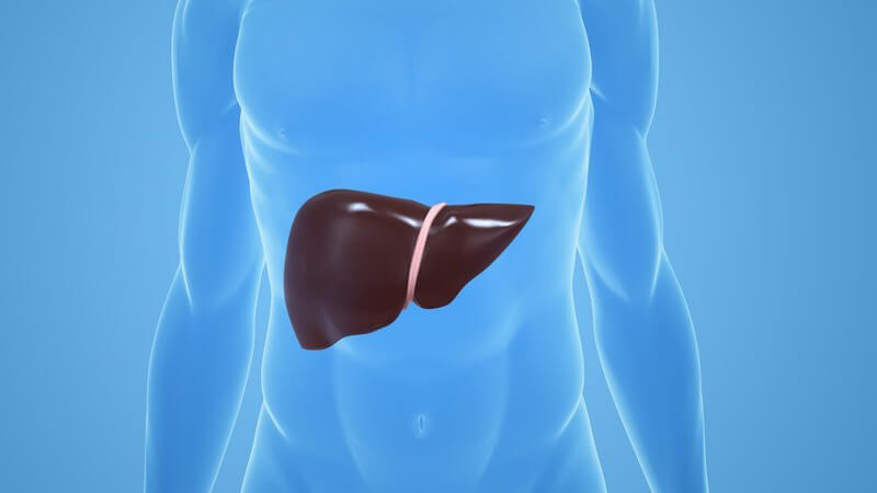 Wissenswertes zur Gamma-Glutamyl-Transferase