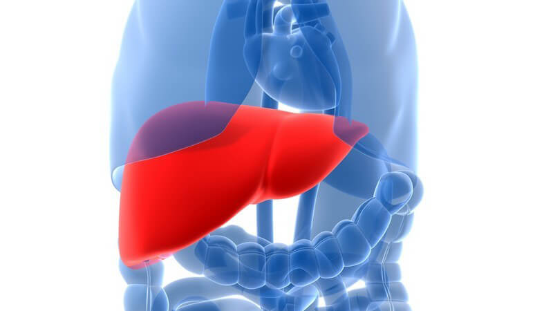 Wissenswertes zur Glutamat-Pyrovat-Transaminase bzw. Alanin-Aminotransferase