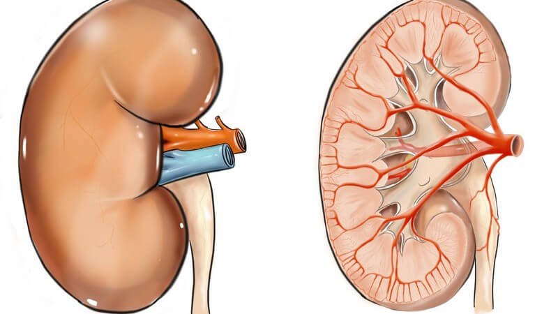 Wissenswertes zur Kreatinin Clearance und glomerulären Filtrationsrate (GFR)