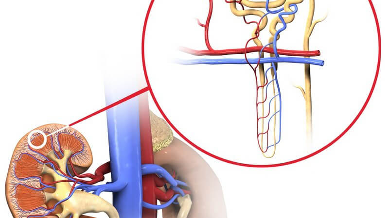 Wissenswertes zur Nierenbiopsie