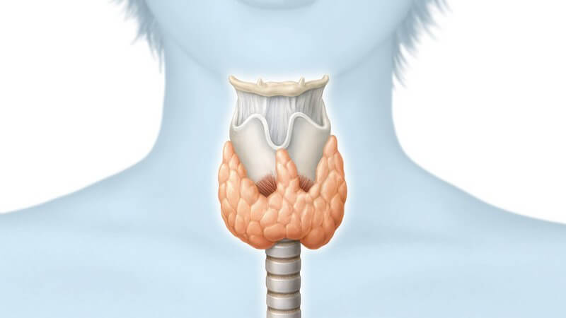 Wissenswertes zu Thyreoglobulin