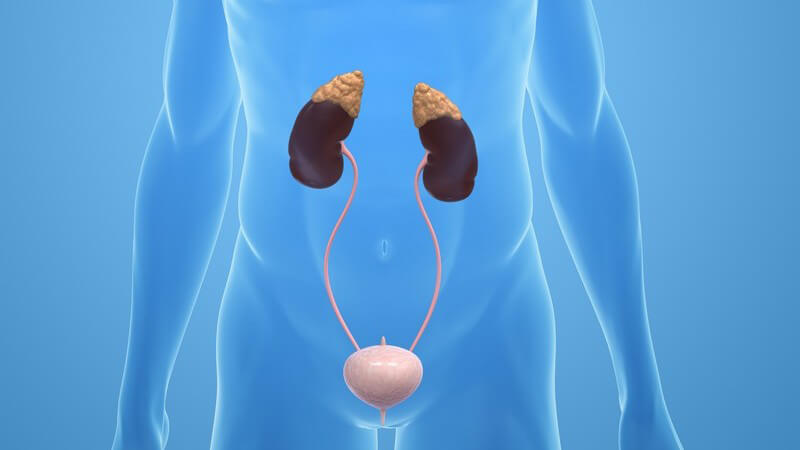 Zu viel Eiweiß im Urin stellt eine Gefahr für die Nieren dar