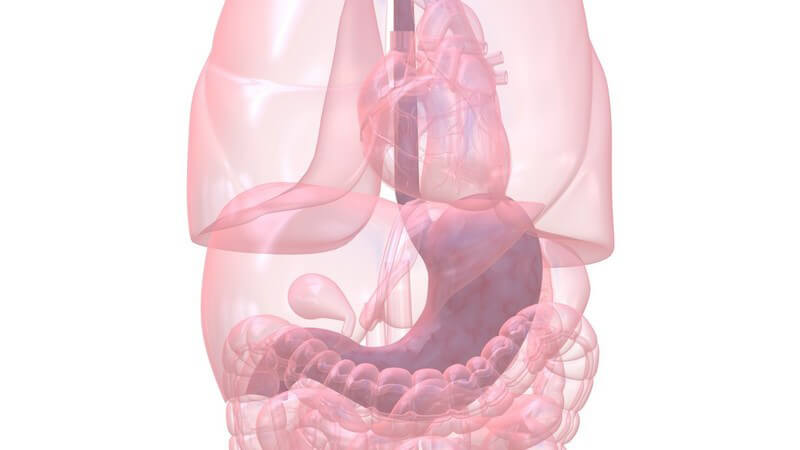 Funktion und Ablauf der perkutanen endoskopischen Gastrostomie