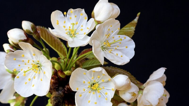 Wissenswertes zu Crataegus