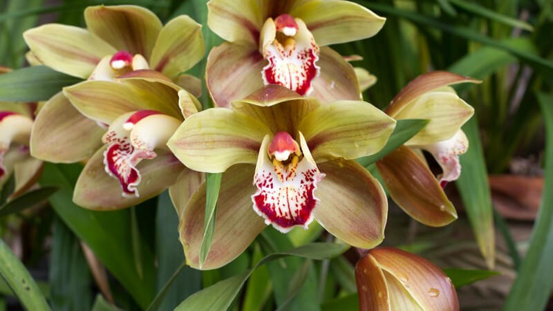 Wissenswertes über Orchideen