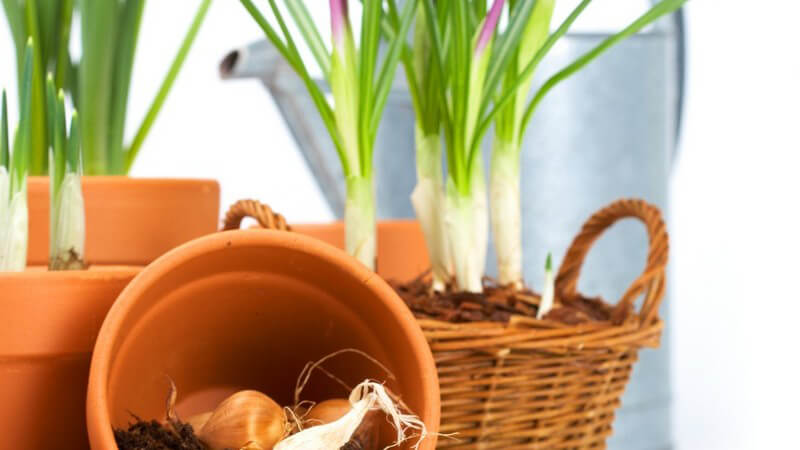 Wissenswertes über Tulpen im Garten und in der Vase