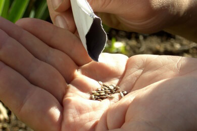 To-Do-Liste für die Gartenarbeit im ganzen Jahr