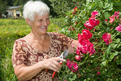 Zierpflanzen - Beliebte Arten, Merkmale sowie Tipps zur Pflege