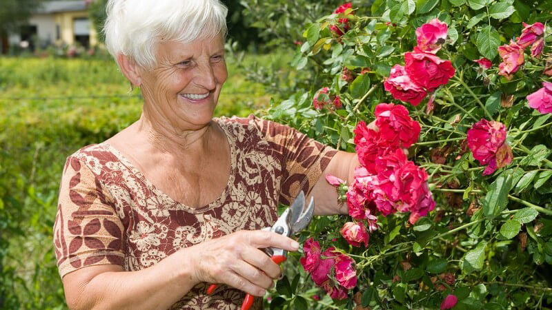 Blumen richtig pflegen