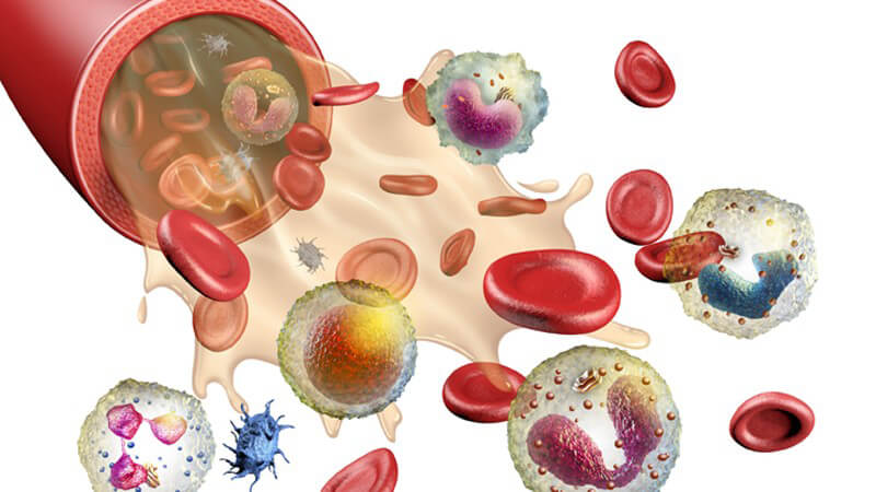 Wissenswertes zu den Erythrozyten und den Ursachen möglicher Wertschwankungen