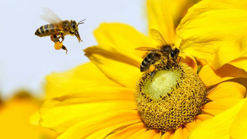 Sonnenblumenhonig hat einen leicht säuerlichen Geschmack