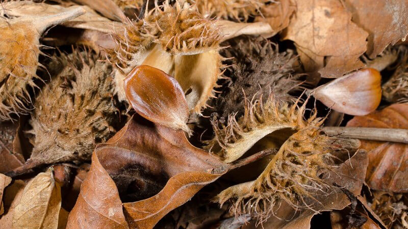 Geschrotete Bucheckern eignen sich beispielsweise sehr gut zum Brotbacken - roh sollte man Bucheckern nicht verzehren