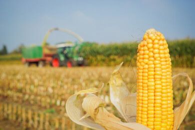 Mais - Was macht ihn so gesund und wie kann man ihn verwenden?