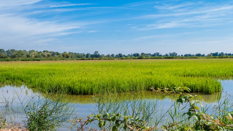 Reisfeld in der Camargue