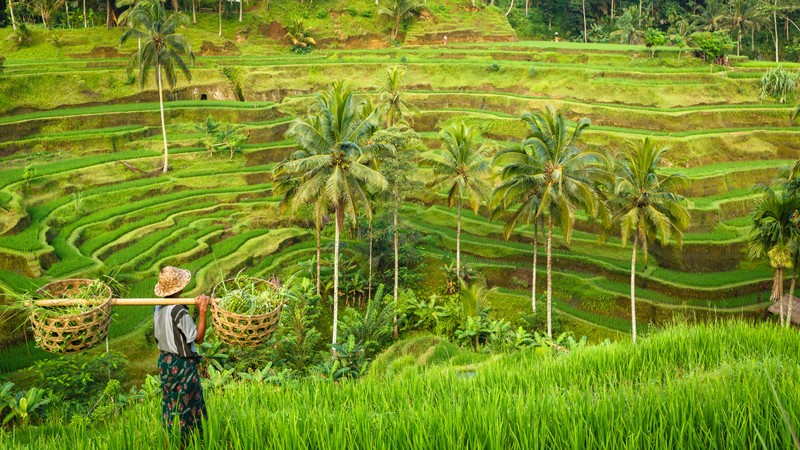 Reisterrasse in Indonesien