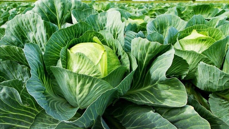 Im gekochten Zustand enthält Weißkohl mehr Vitamin C, als im rohen