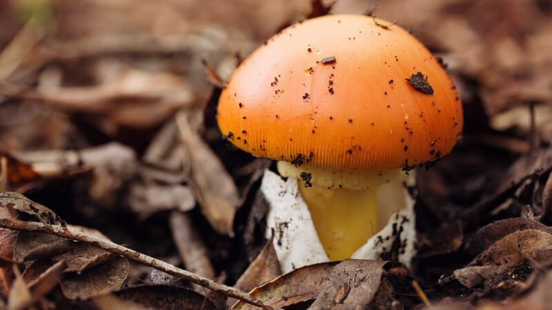 Den Kaiserpilz nennt man auch "Sommerpilz", da er ein warmes Klima benötigt; er steht unter Naturschutz und findet z.B. im Omelett, in einem Risotto oder einem Salat Verwendung