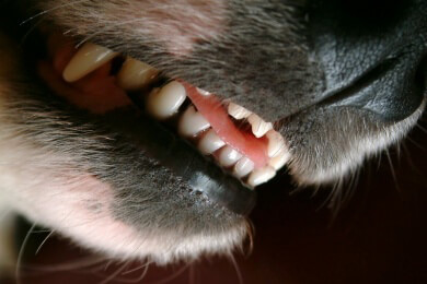 Tollwut - Ursachen, Symptome und Behandlung