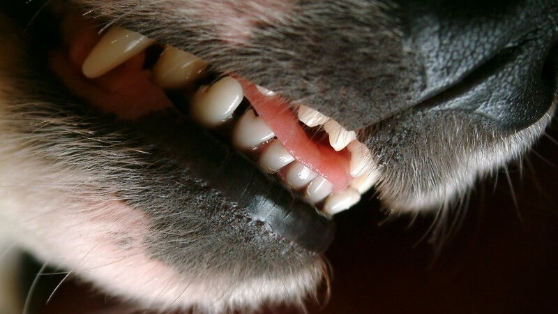 Die Entstehung von Tollwut und wie man Rabies erkennen und behandeln kann