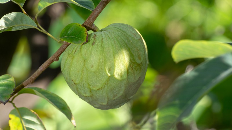 Cherimoya