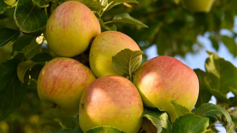 Äpfel der Sorte Alkmene schmecken säuerlich