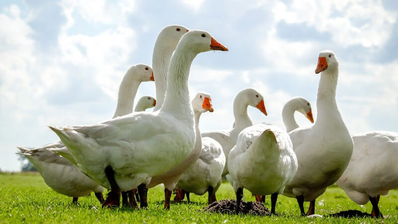 Wie auch die Enteneier bringen Gänseeier die Gefahr einer Salmonellenbelastung mit sich