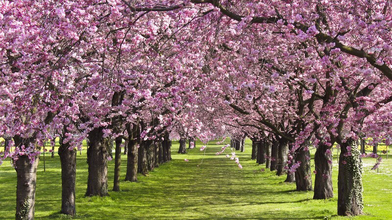 Sakura - wichtiges japanisches Symbol und Festzeit