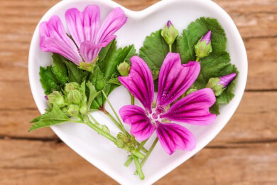 Hilft bei Entzündungen, Bronchitis und kann Fieber senken