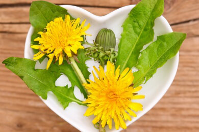 Hilft bei Rheuma, Appetitlosigkeit und Konzentrationsschwäche