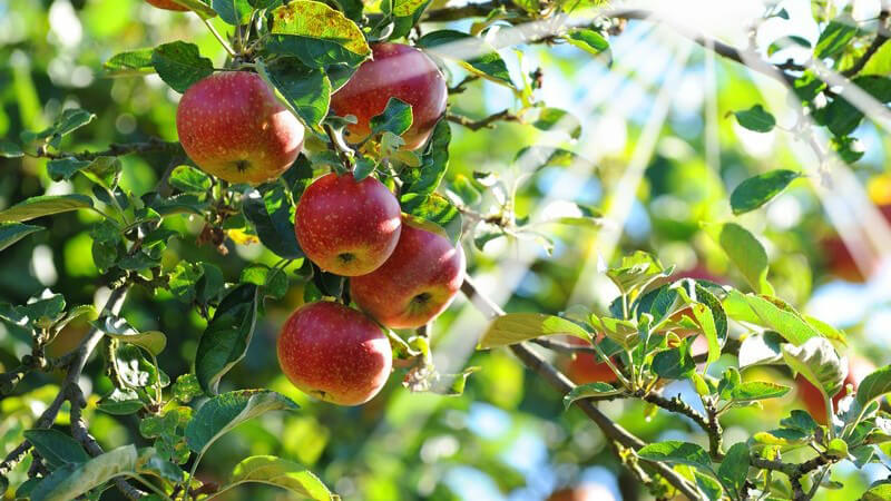 Elstar, Cox Orange und Boskoop gelten als bevorzugte Apfelsorten