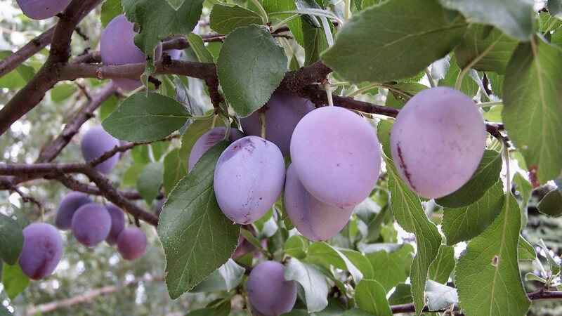 Bei einem hochwertigen Pflaumen-Obstbrand beträgt die Reifezeit der Maische mindestens 100 Tage